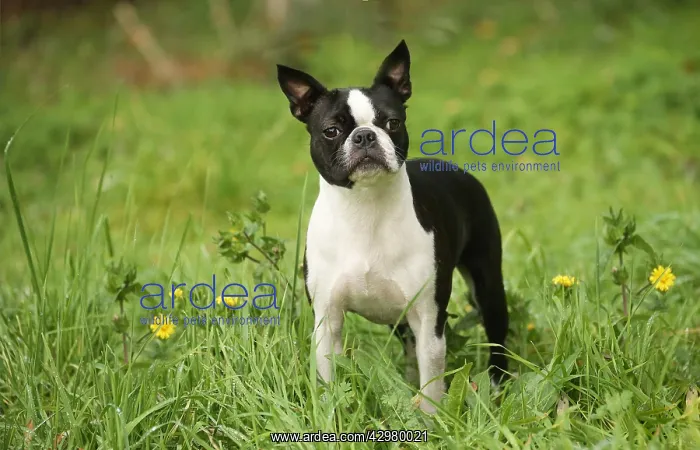 : Boston Terrier dog outdoors : Boston Terrier dog outdoors