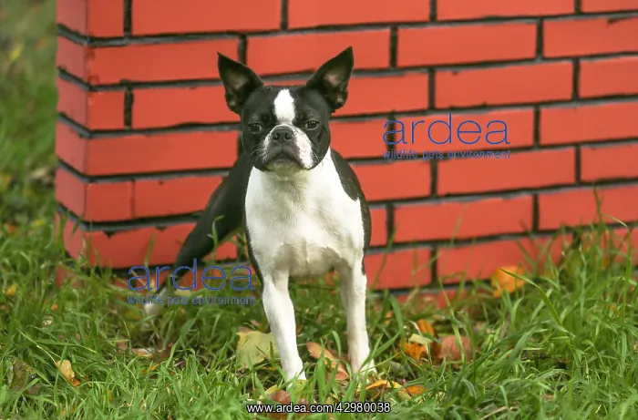 : Boston Terrier dog outdoors : Boston Terrier dog outdoors