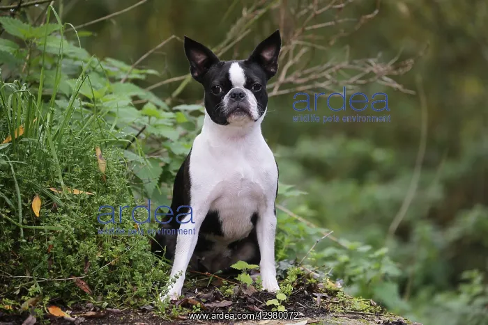 : Boston Terrier dog outdoors : Boston Terrier dog outdoors