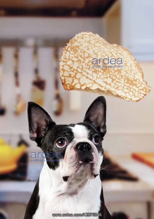 : Boston Terrier Dog - with pancake being flipped : Boston Terrier Dog - with pancake being flipped