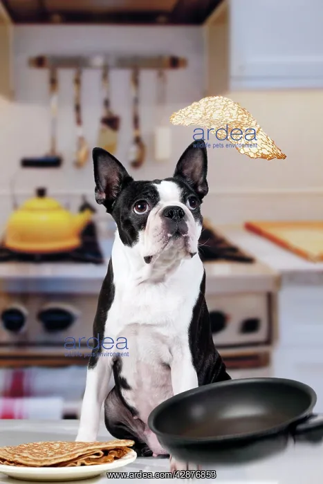 : Boston Terrier Dog - with pancake being flipped : Boston Terrier Dog - with pancake being flipped