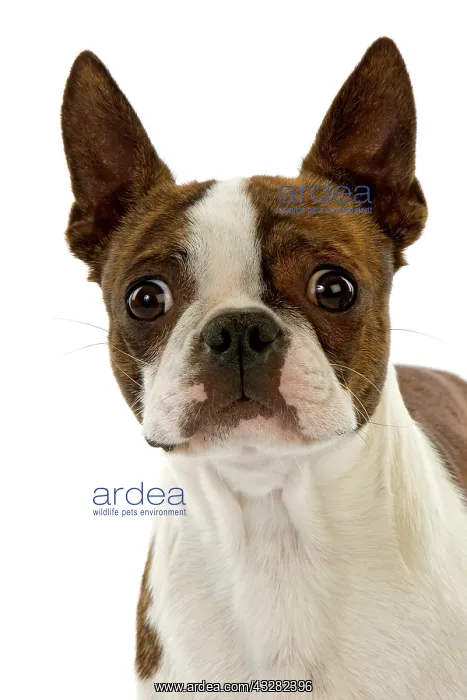  : Boston Terrier Dog, Portrait of Adult against W