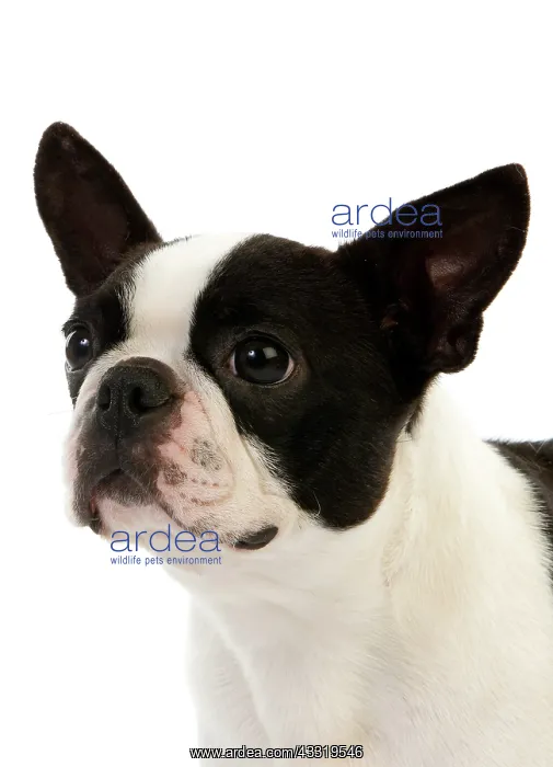  : Boston Terrier Dog, Portrait of Female against