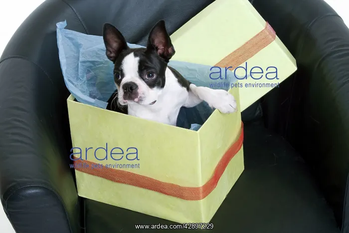  : Boston Terrier Dog - in present