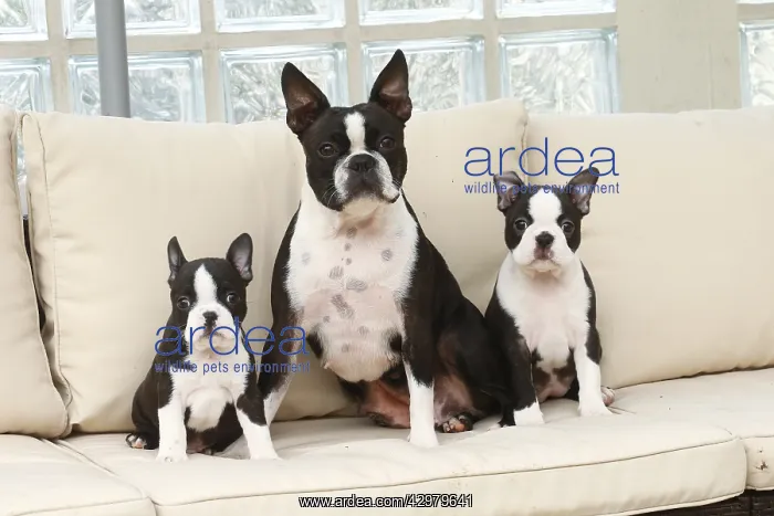 : Boston Terrier dog and puppies indoors : Boston Terrier dog and puppies indoors