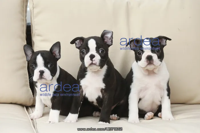 : Boston Terrier dog and puppies indoors : Boston Terrier dog and puppies indoors