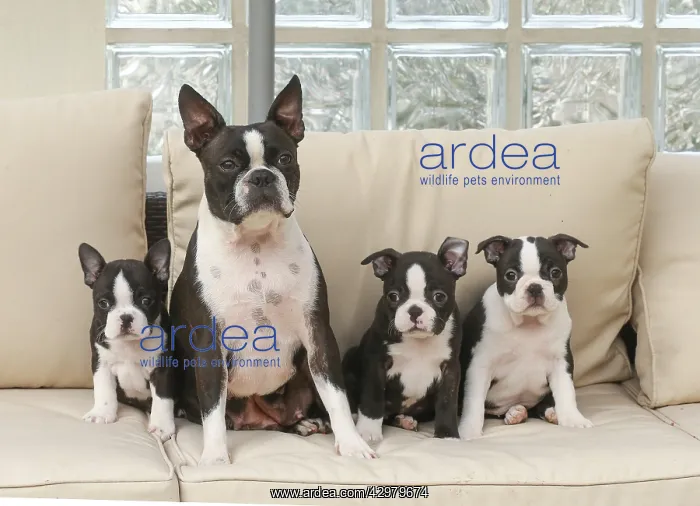 : Boston Terrier dog and puppies indoors : Boston Terrier dog and puppies indoors
