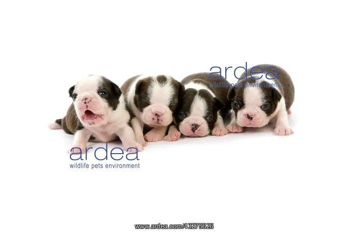 : Boston Terrier Dog, Puppies against White Backg : Boston Terrier Dog, Puppies against White Backg