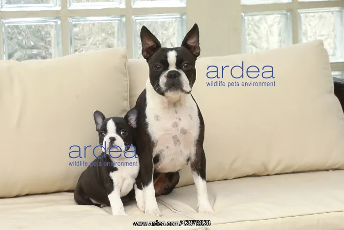 : Boston Terrier dog and puppy indoors : Boston Terrier dog and puppy indoors