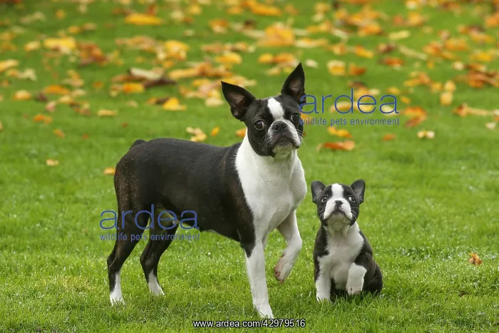 : Boston Terrier dog and puppy outdoors : Boston Terrier dog and puppy outdoors