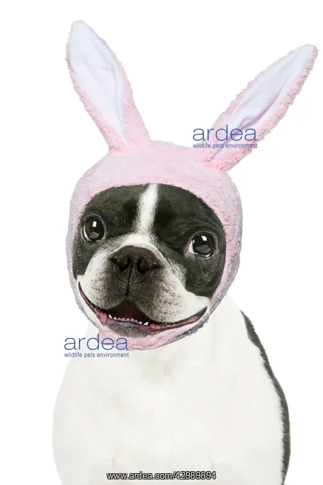 : Boston Terrier Dog, smiling, happy, mouth open wearing : Boston Terrier Dog, smiling, happy, mouth open wearing