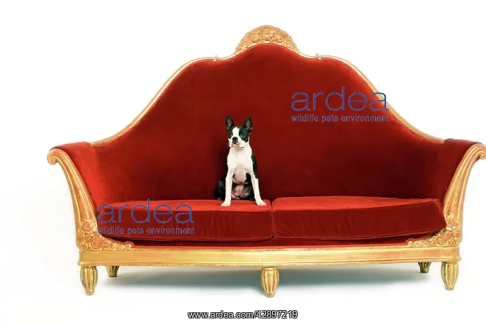  : Boston Terrier Dog - on sofa