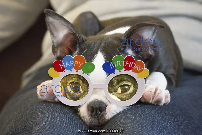 : Boston Terrier Dog wearing Happy Birthday glasses : Boston Terrier Dog wearing Happy Birthday glasses