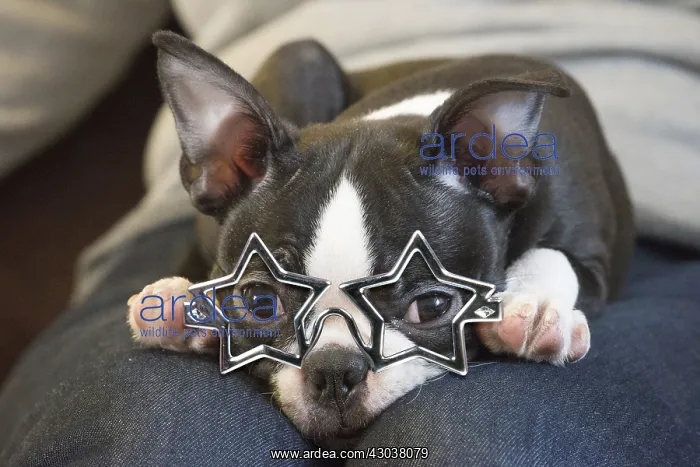  : Boston Terrier Dog wearing star glasses