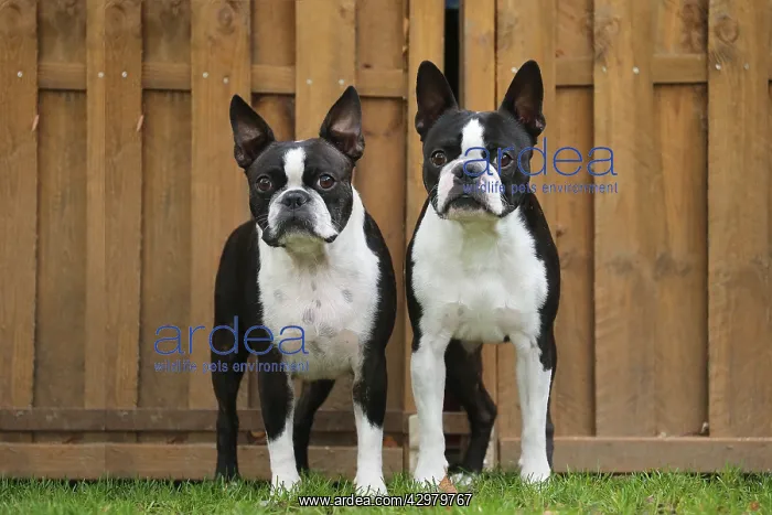 : Boston Terrier dogs outdoors : Boston Terrier dogs outdoors
