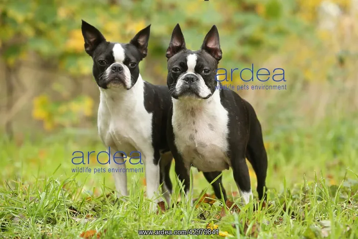 : Boston Terrier dogs outdoors : Boston Terrier dogs outdoors