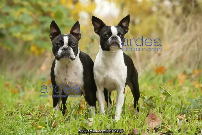 : Boston Terrier dogs outdoors : Boston Terrier dogs outdoors