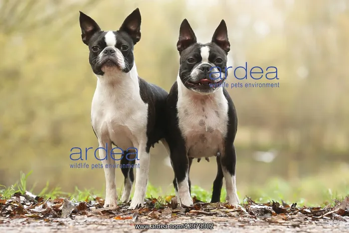 : Boston Terrier dogs outdoors : Boston Terrier dogs outdoors