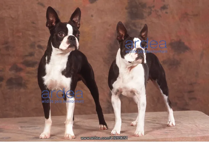 : BOSTON TERRIER DOGS - X 2 : BOSTON TERRIER DOGS - X 2