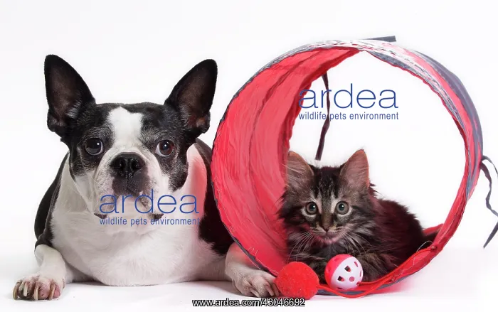 : Boston Terrier & Domestic Cat Kitten with toy tunnel : Boston Terrier & Domestic Cat Kitten with toy tunnel