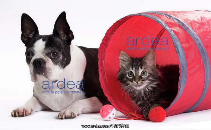 : Boston Terrier & Domestic Cat Kitten with toy tunnel : Boston Terrier & Domestic Cat Kitten with toy tunnel