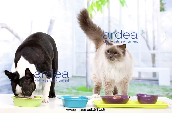 : Boston Terrier - eating dinner with Birman Cat : Boston Terrier - eating dinner with Birman Cat