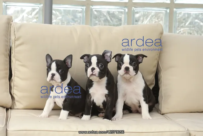 : Boston Terrier puppies indoors : Boston Terrier puppies indoors
