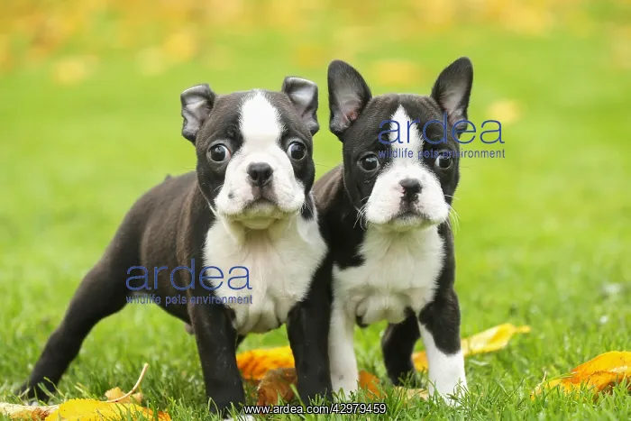 : Boston Terrier puppies outdoors : Boston Terrier puppies outdoors