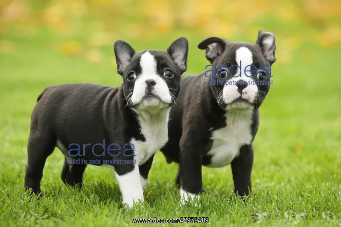 : Boston Terrier puppies outdoors : Boston Terrier puppies outdoors