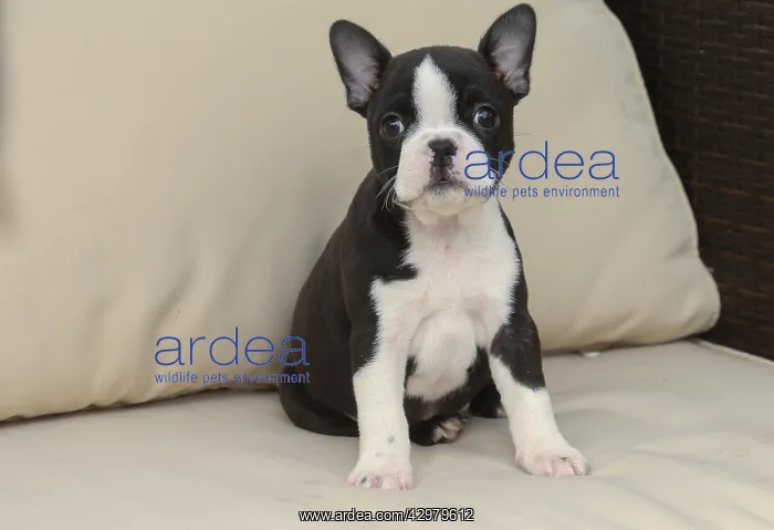 : Boston Terrier puppy indoors : Boston Terrier puppy indoors
