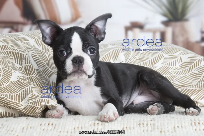  : Boston Terrier puppy indoors