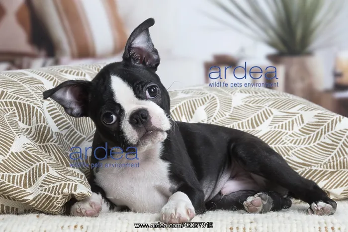  : Boston Terrier puppy indoors