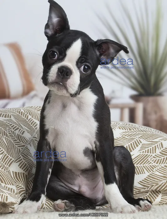  : Boston Terrier puppy indoors