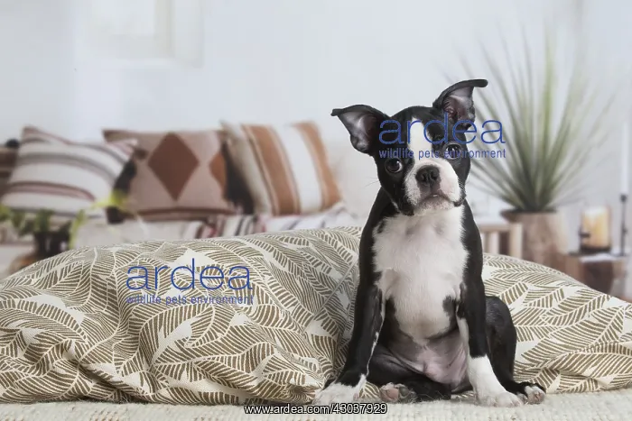  : Boston Terrier puppy indoors