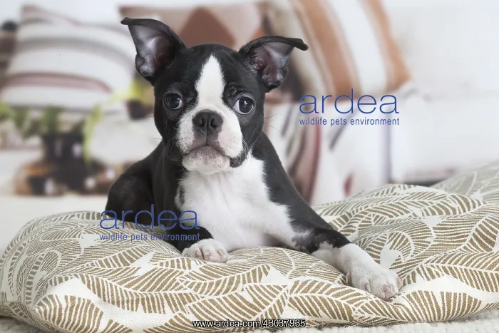  : Boston Terrier puppy indoors