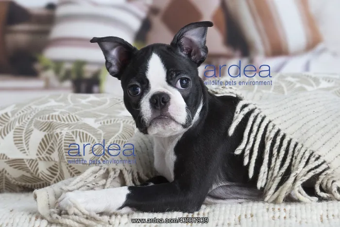  : Boston Terrier puppy indoors