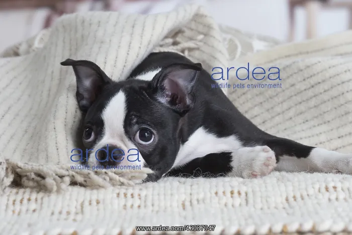  : Boston Terrier puppy indoors
