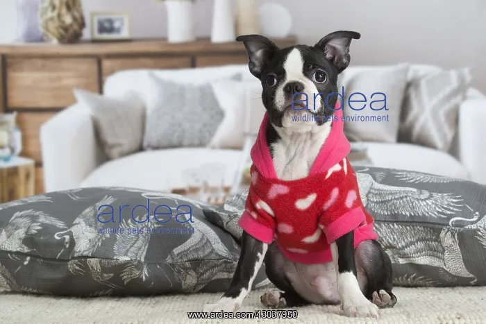  : Boston Terrier puppy indoors