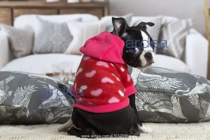  : Boston Terrier puppy indoors