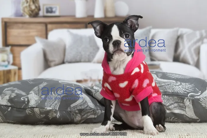  : Boston Terrier puppy indoors