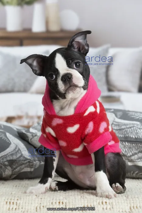  : Boston Terrier puppy indoors