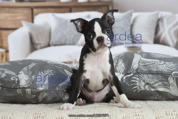  : Boston Terrier puppy indoors