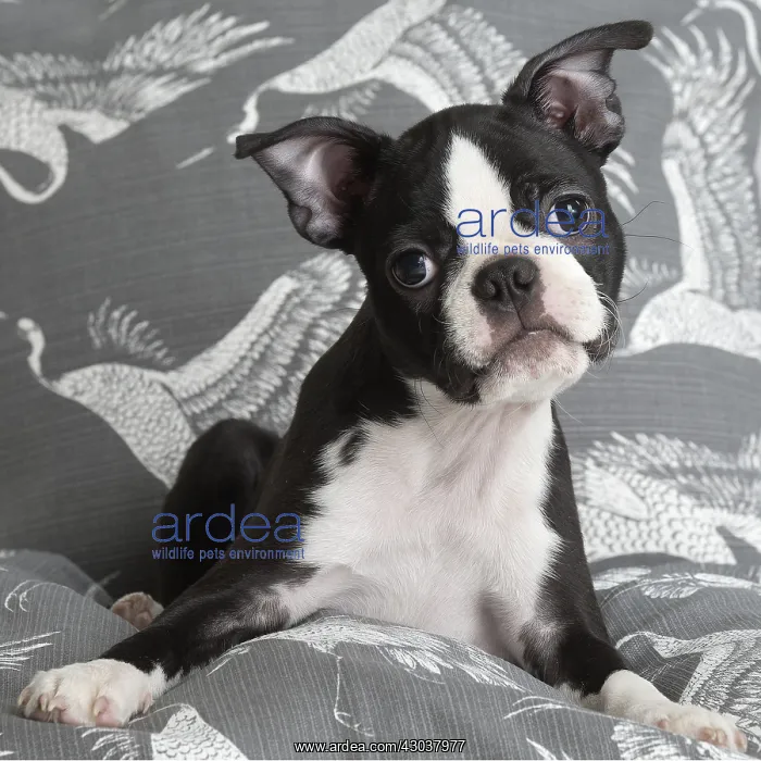  : Boston Terrier puppy indoors