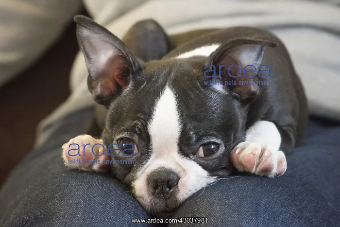  : Boston Terrier puppy indoors