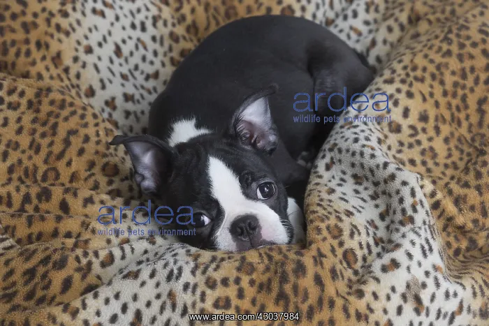  : Boston Terrier puppy indoors