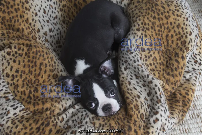 : Boston Terrier puppy indoors