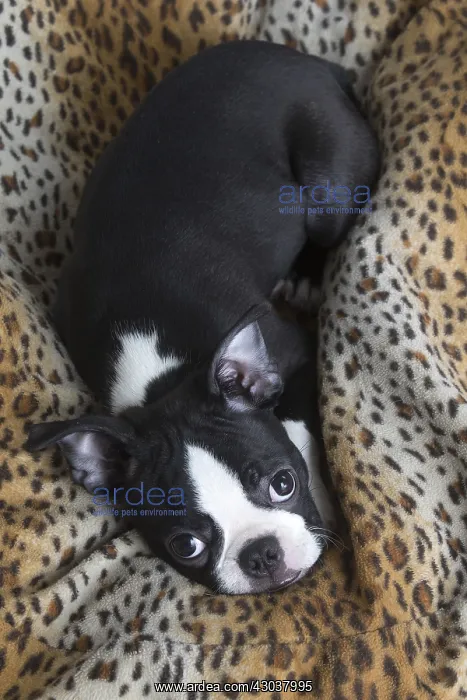 : Boston Terrier puppy indoors