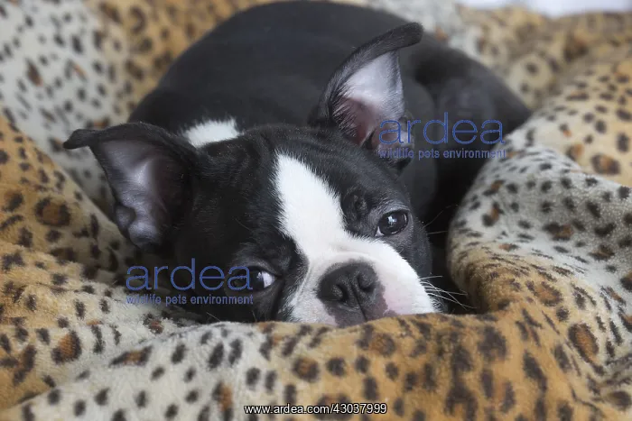  : Boston Terrier puppy indoors