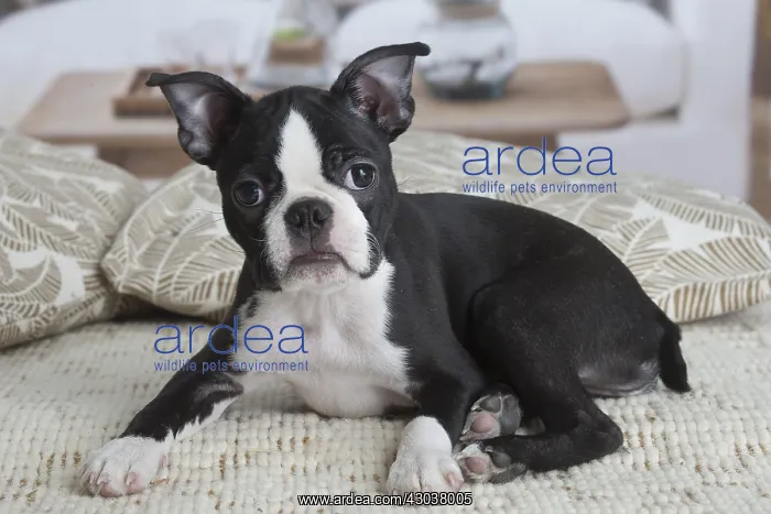  : Boston Terrier puppy indoors