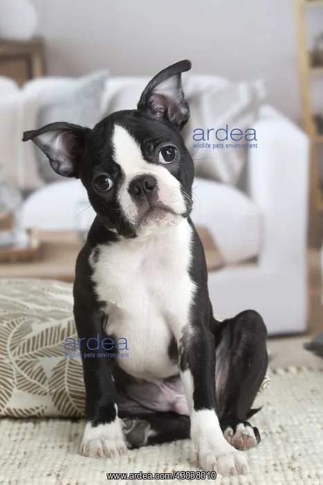  : Boston Terrier puppy indoors